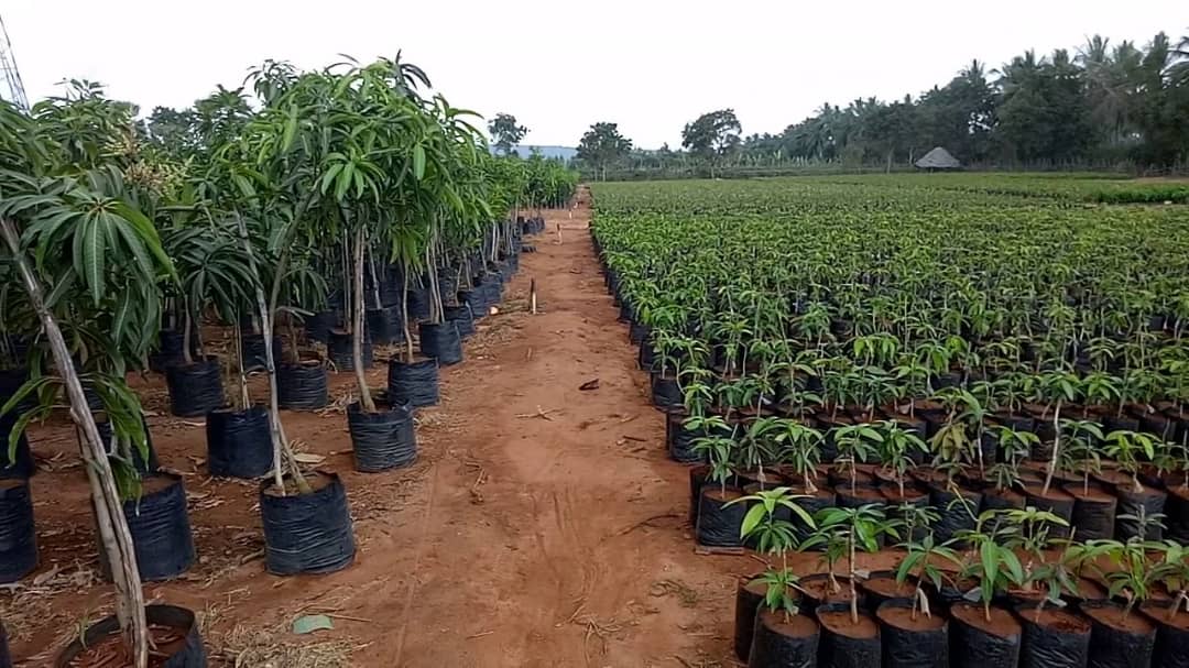 Nursery