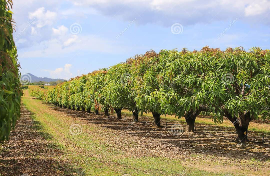 Mango Plantation
